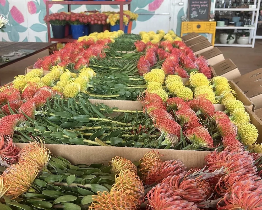 Freshly cut pincushions and native flowers arranged for florist supply.