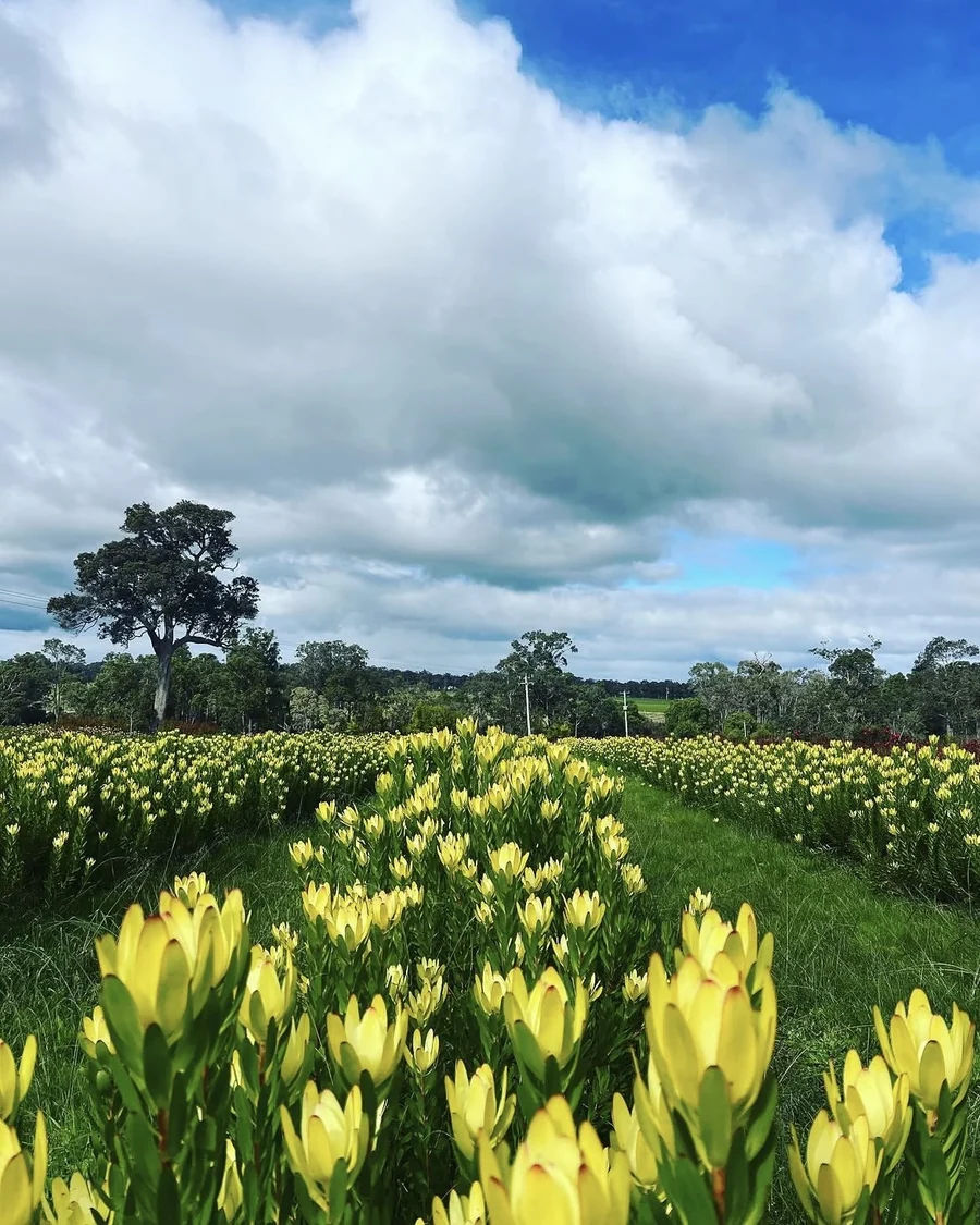 Rows of yellow Laura leucadendrons growing beneath a cloudy sky.