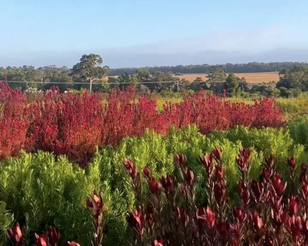 Rows of red leucadendrons growing across an Australian flower farm.