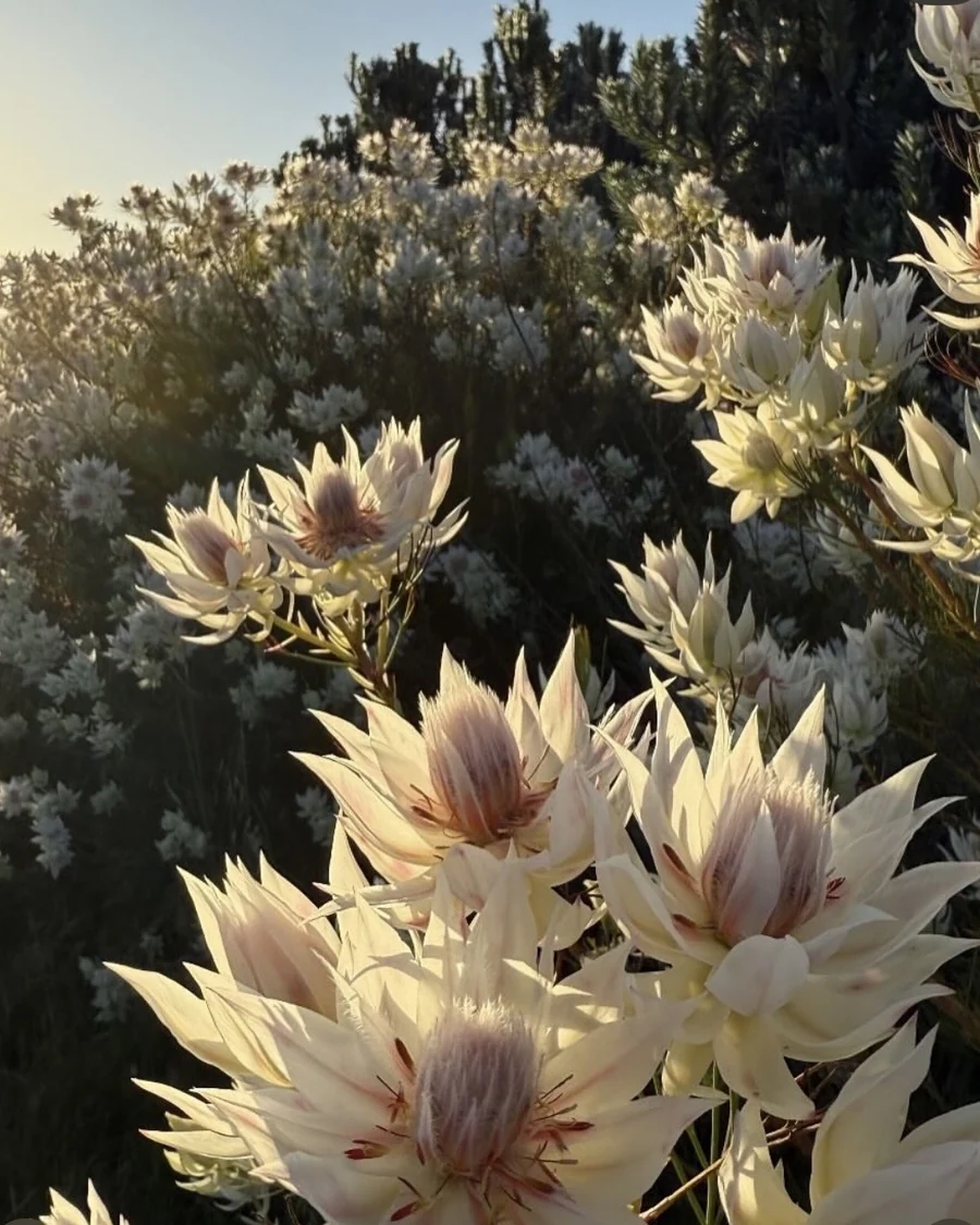 Cream and blush Blushing Bride flowers in warm evening light.