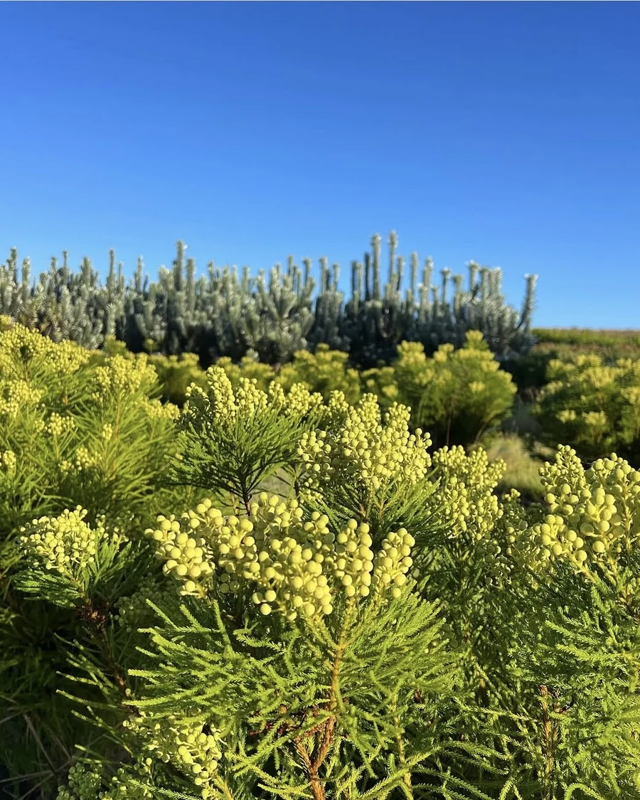 Green Berzelia foliage and buds growing under a clear blue sky.
