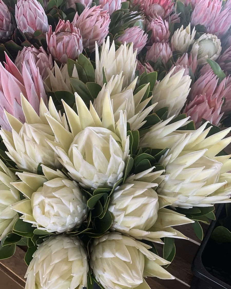 Freshly cut white and pink king proteas grouped in bunches.