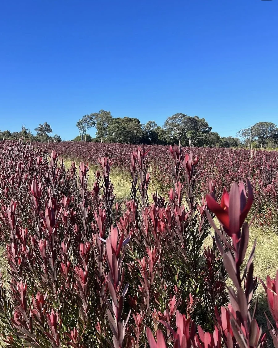 Rows of red Safari leucadendron growing in the field.