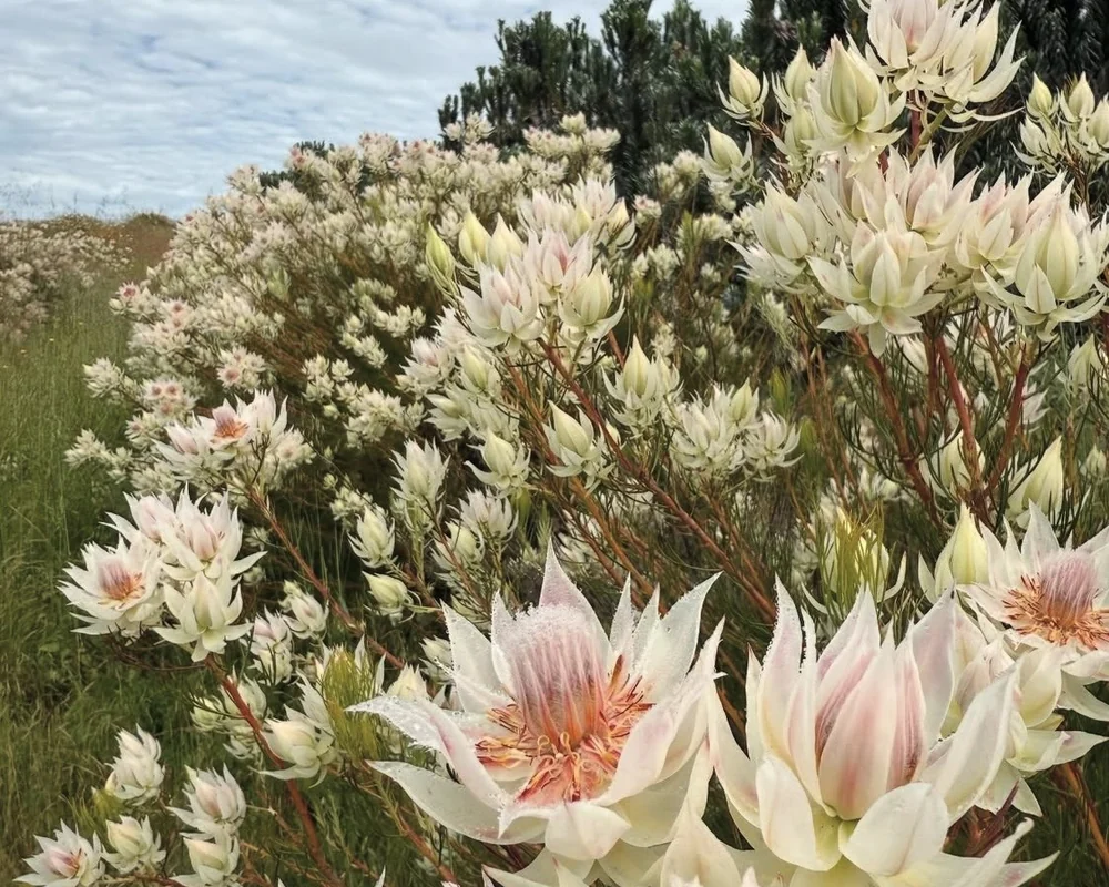 Blushing Bride flowers growing across the field.