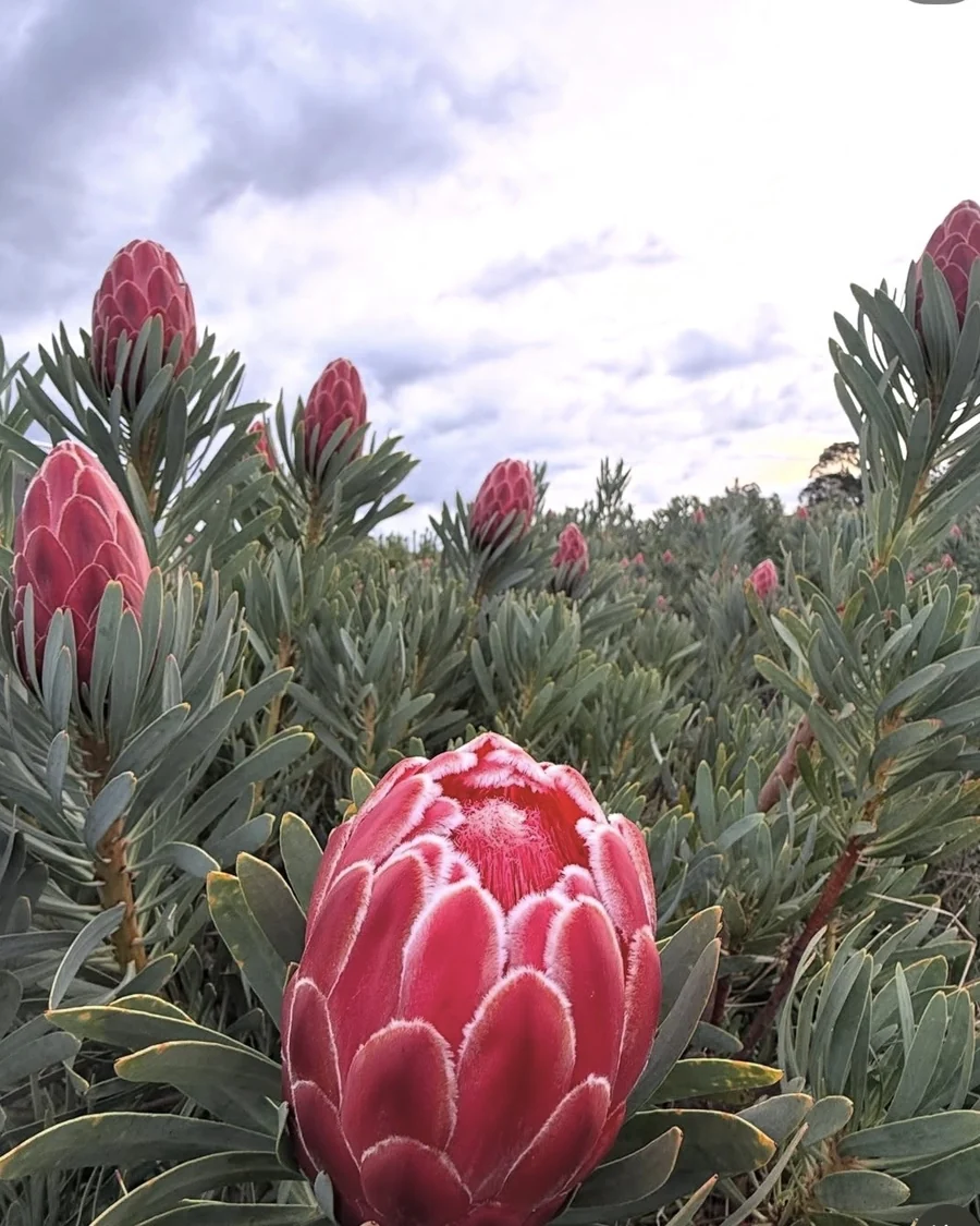 Deep pink Venus protea flowering in the field.